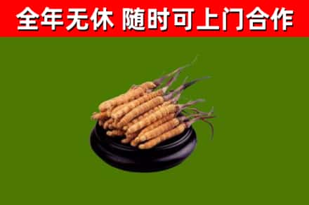 汉中烟酒回收冬虫夏草.jpg